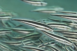 BD-151226-Dauin-0258-Plotosus-lineatus-(Thunberg.-1787)-[Striped-eel-catfish.-Korallmal].jpg